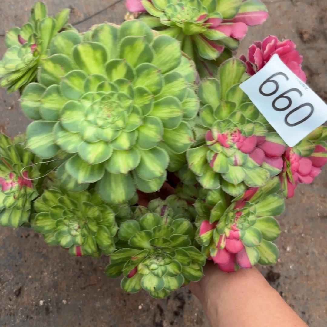 660多肉植物知否特价不正