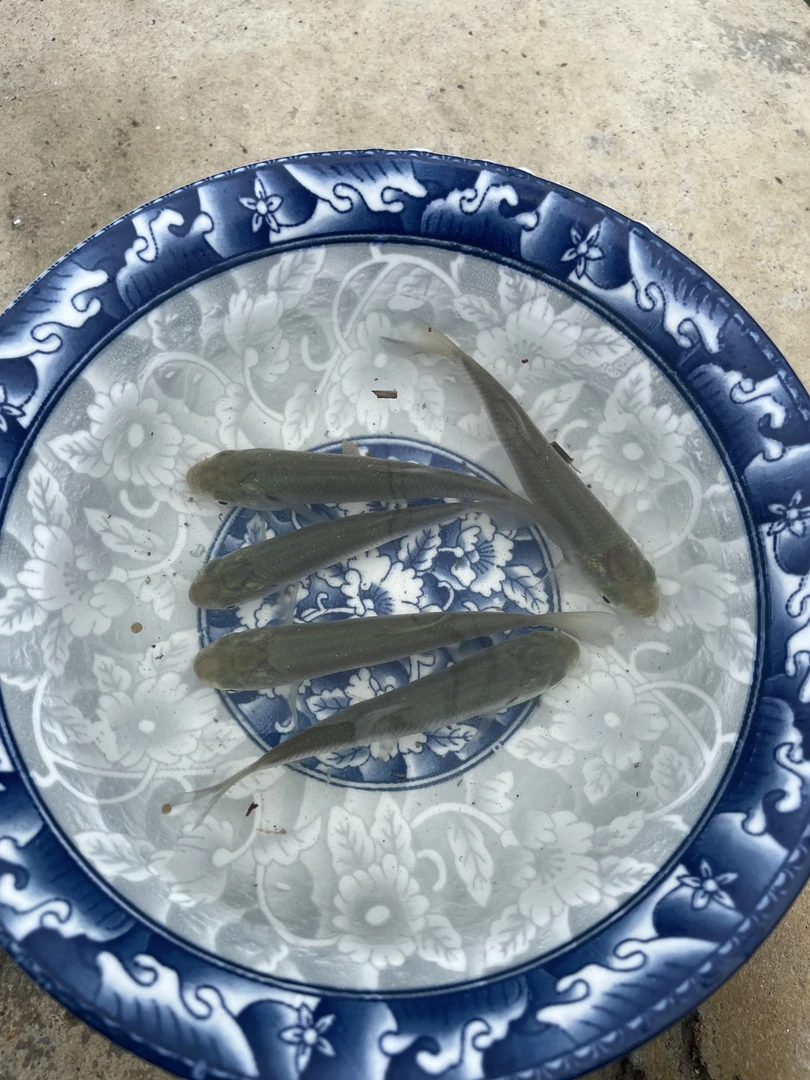 欧阳渔场  (草鱼)  淡水养殖草鱼