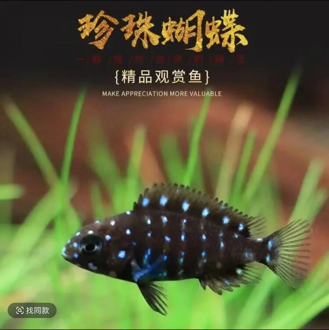 可爱观赏鱼珍珠蝴蝶鱼苗热带观赏活体湖慈鲷坦鲷蓝面黑白蝴蝶