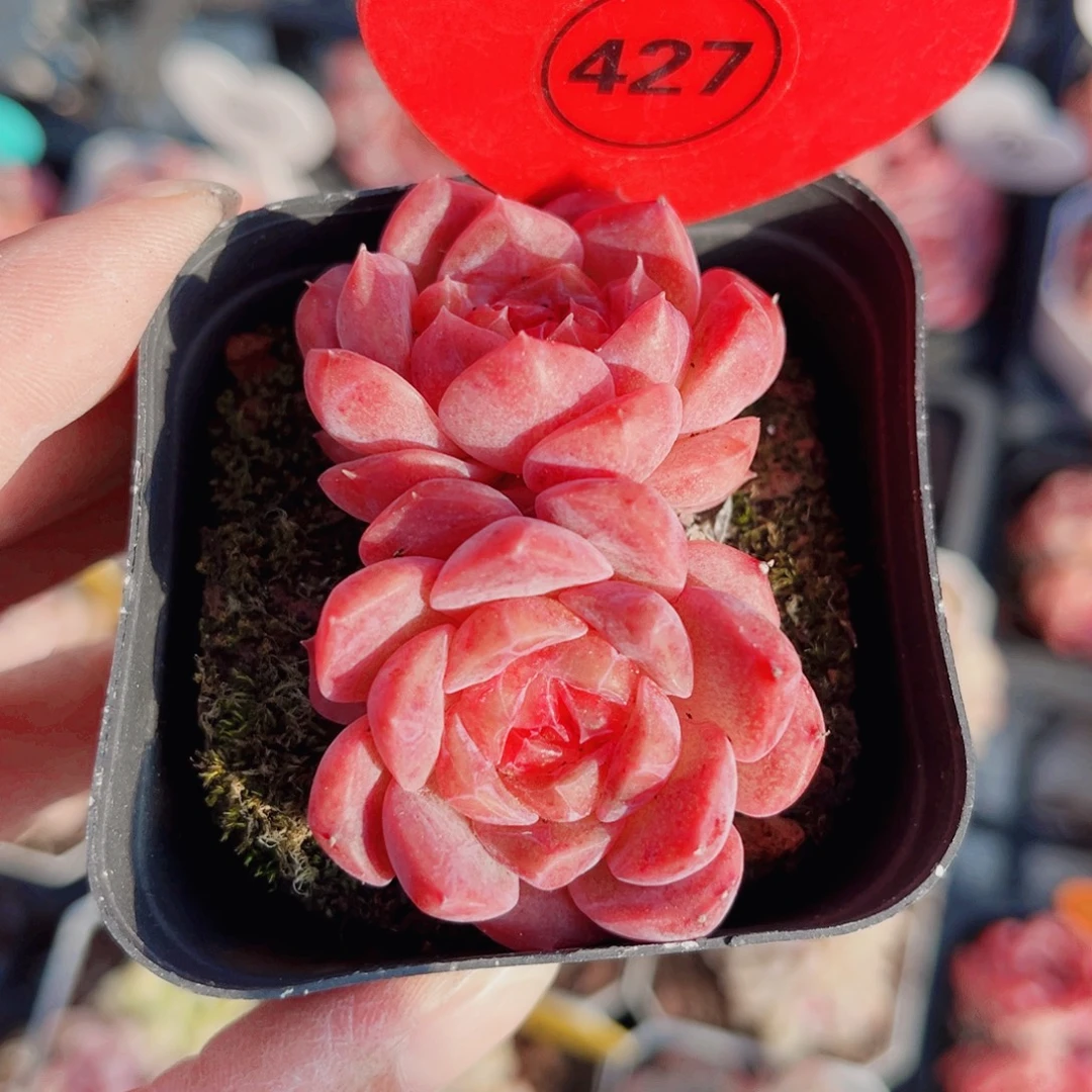 427号小老桩糖心双头