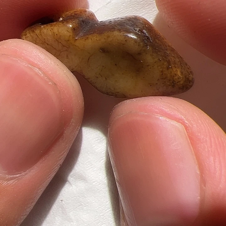 香榧木你是不是也是