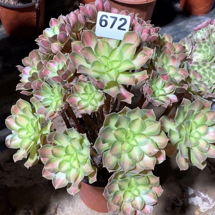 法师植物一物一拍672
