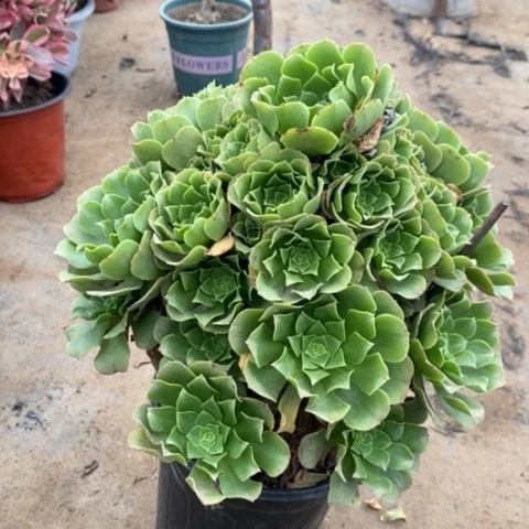 绿羊绒多肉植物108