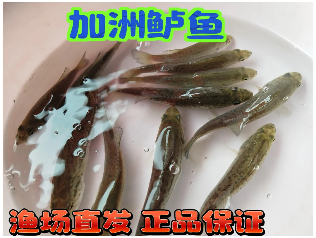 加洲鲈鱼苗30条（送10%路损） 渔场直发正品保证包邮到家9-12公分