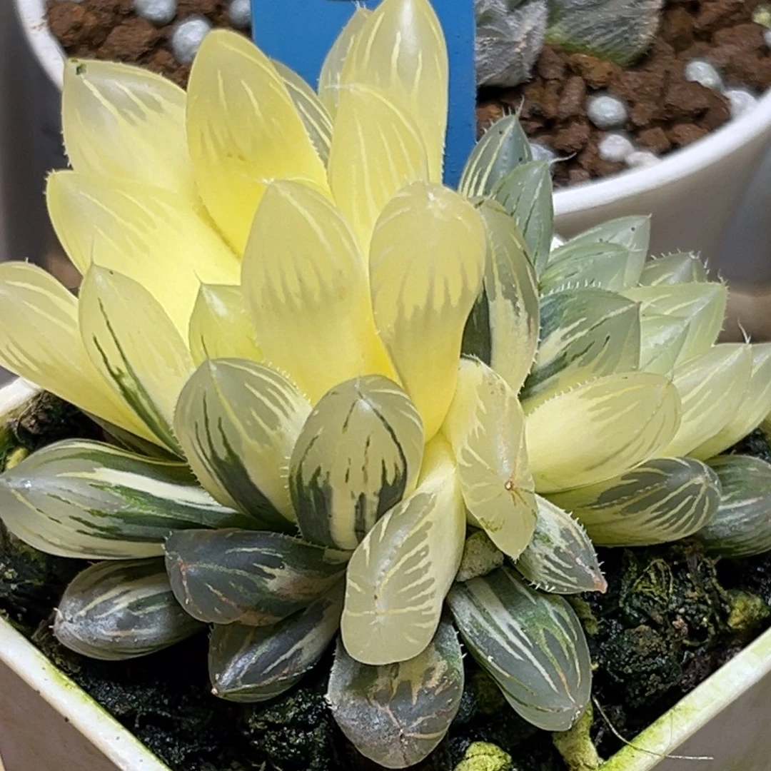 恭喜发财大吉大利0217