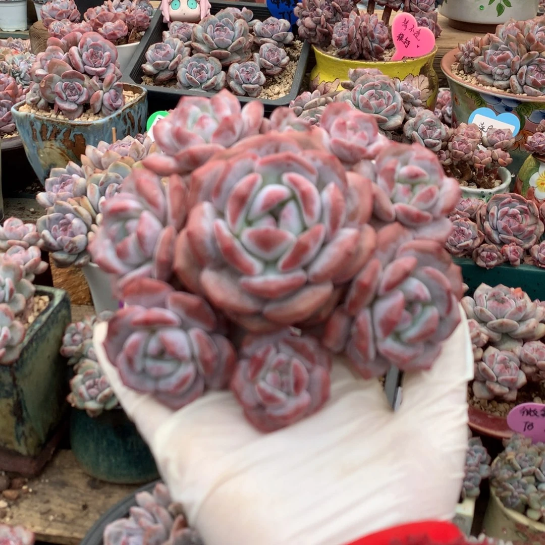 哈哈哈哈哈哈哈17