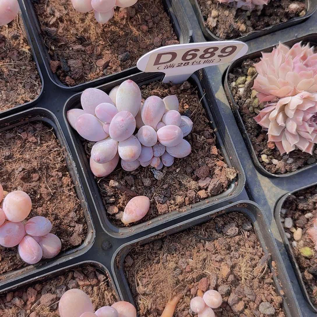 波*妞D689珍珠奶一物一拍