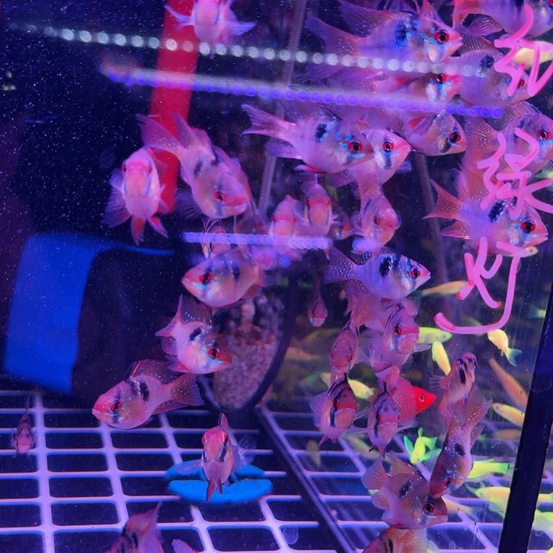 孔雀鱼大号荷兰凤凰6条(3条送3条备损)