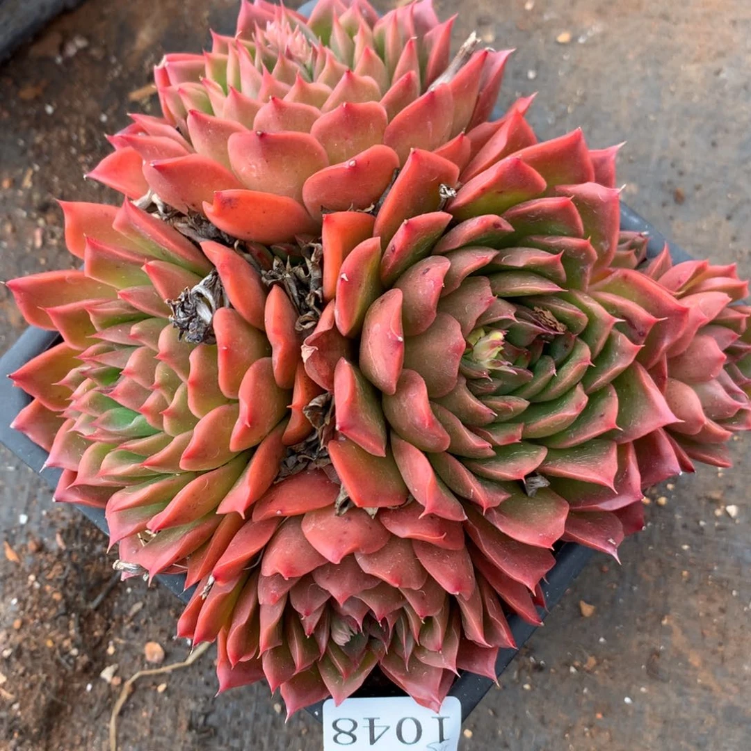 1048杂交精品基地15厘米