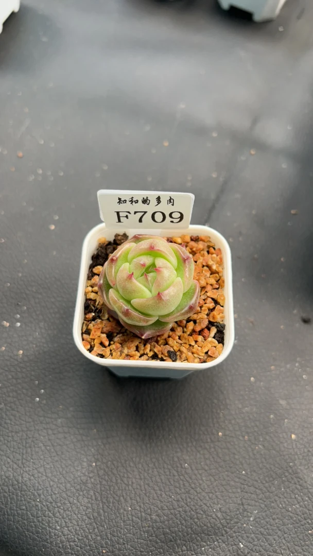 知和的多肉F709专拍链接