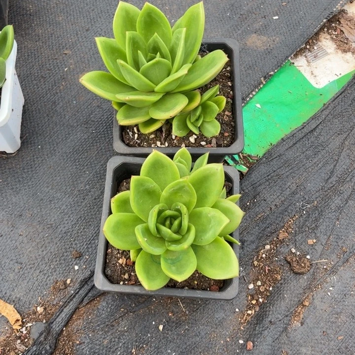 （****）翠花一物一拍多肉