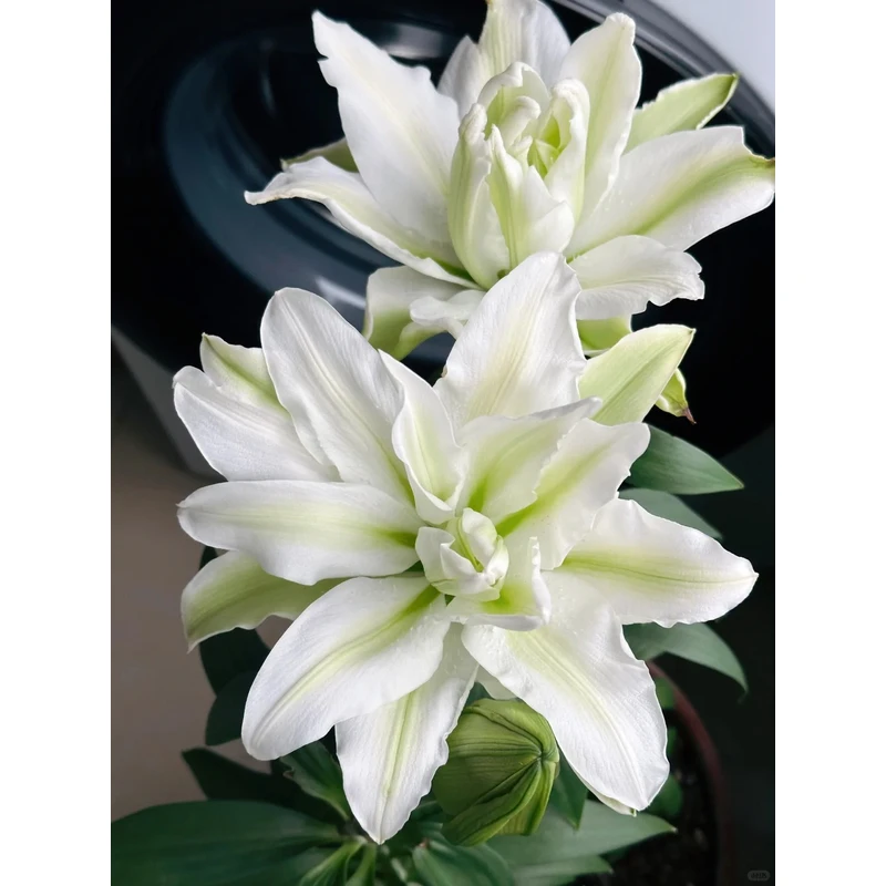 【艾莎】重瓣香水百合 一单包邮 云南鲜花昆明基地现采现发