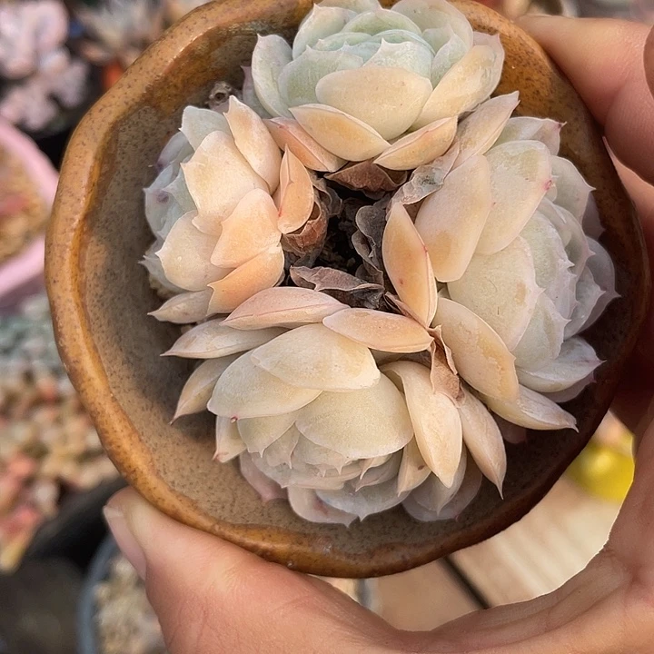 西娜 带盆发货7口盆