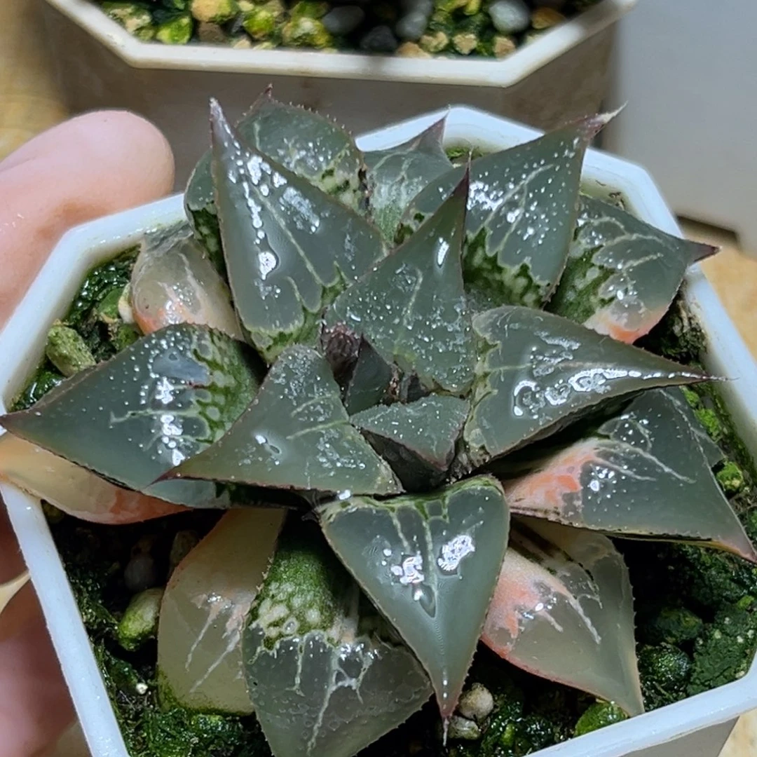 恭喜发财大吉大利720