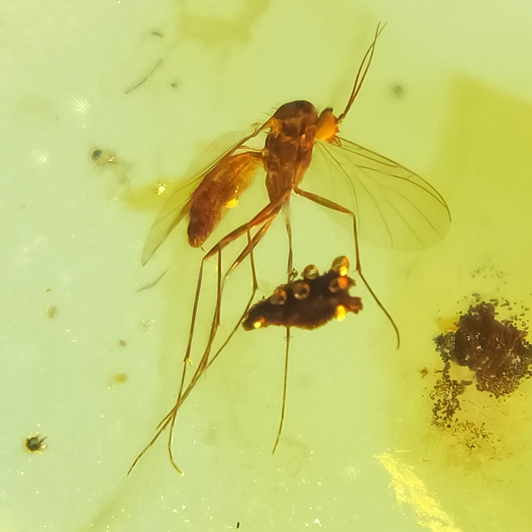 美蚊天然缅甸琥珀特色虫珀无优化珠宝首饰镶嵌配饰原石裸石保真