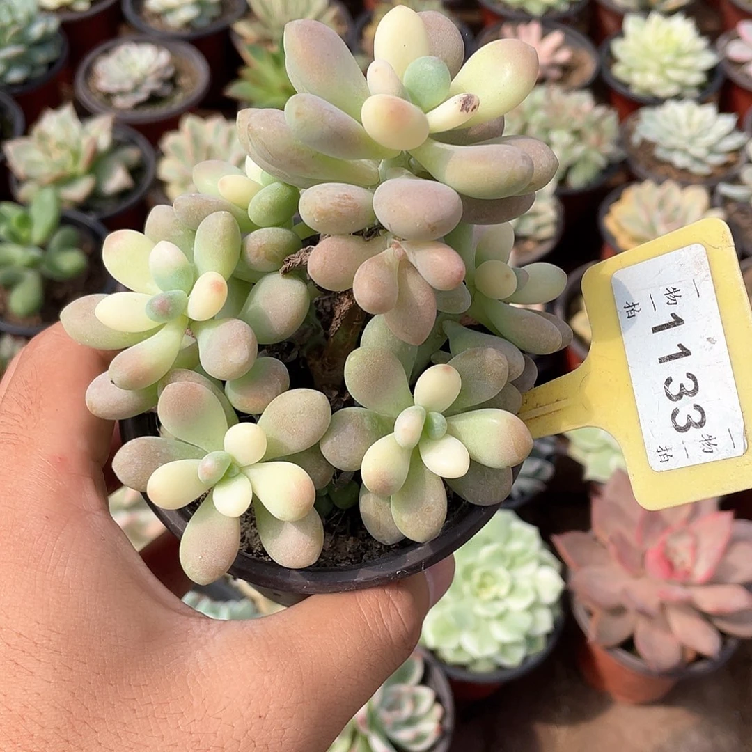 1133号多肉植物盆栽