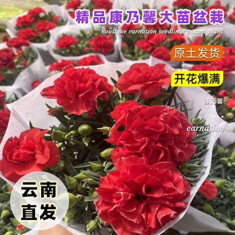 康乃馨盆栽带花苞实物绿色四季开花室内阳台客厅绿植花卉好养易活