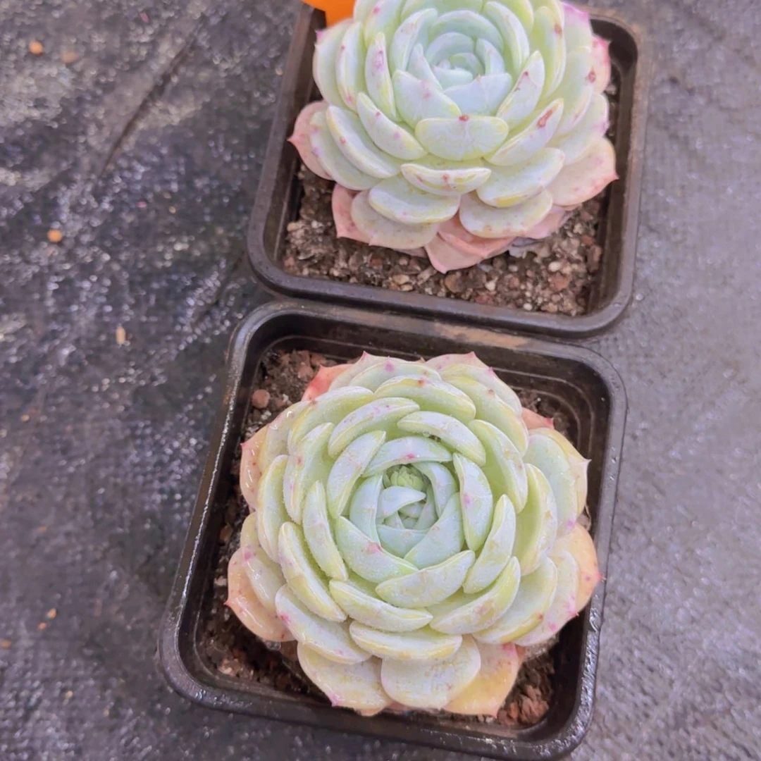 风*621多肉植物一物一拍