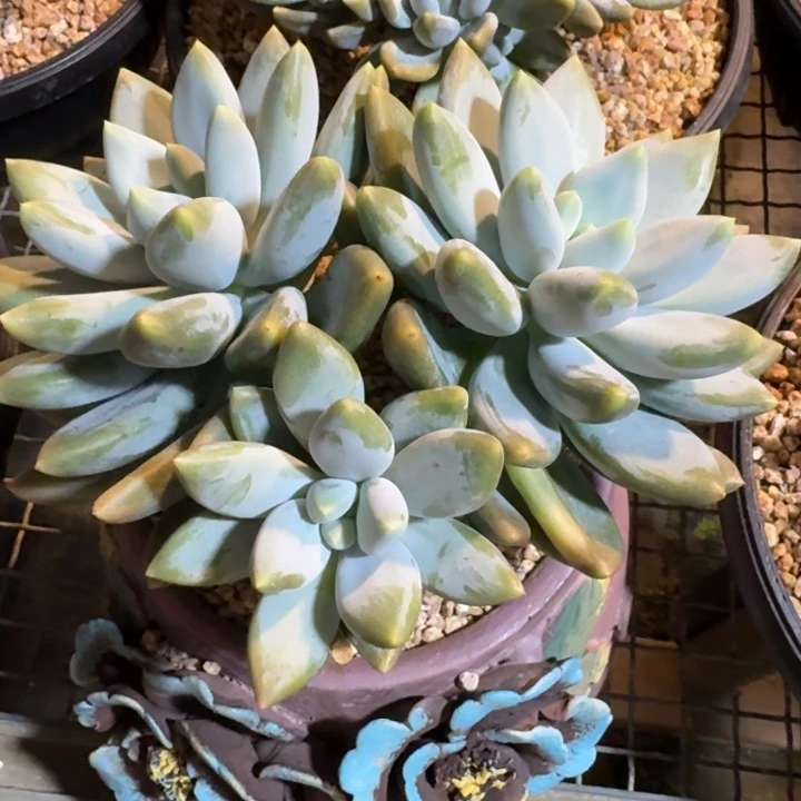 多肉植物哥特萝莉