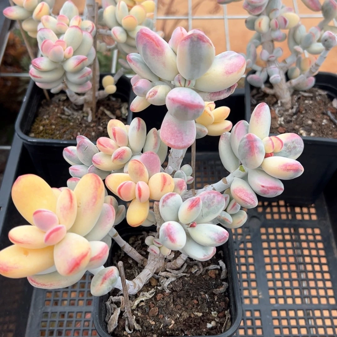乒乓福娘锦多肉植物