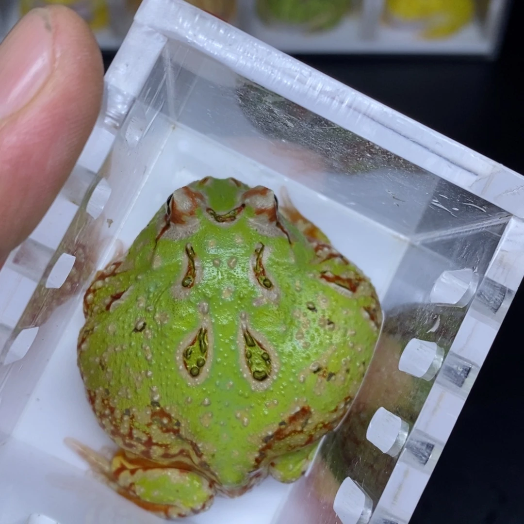 角蛙南美角蛙带盒子镊子编号19