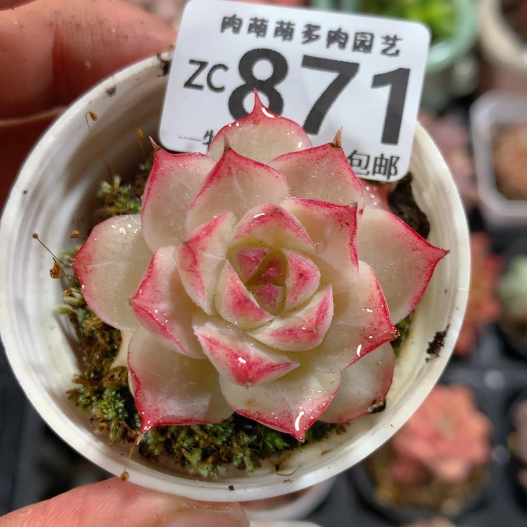 5CM拇指盆精控多肉ZC871