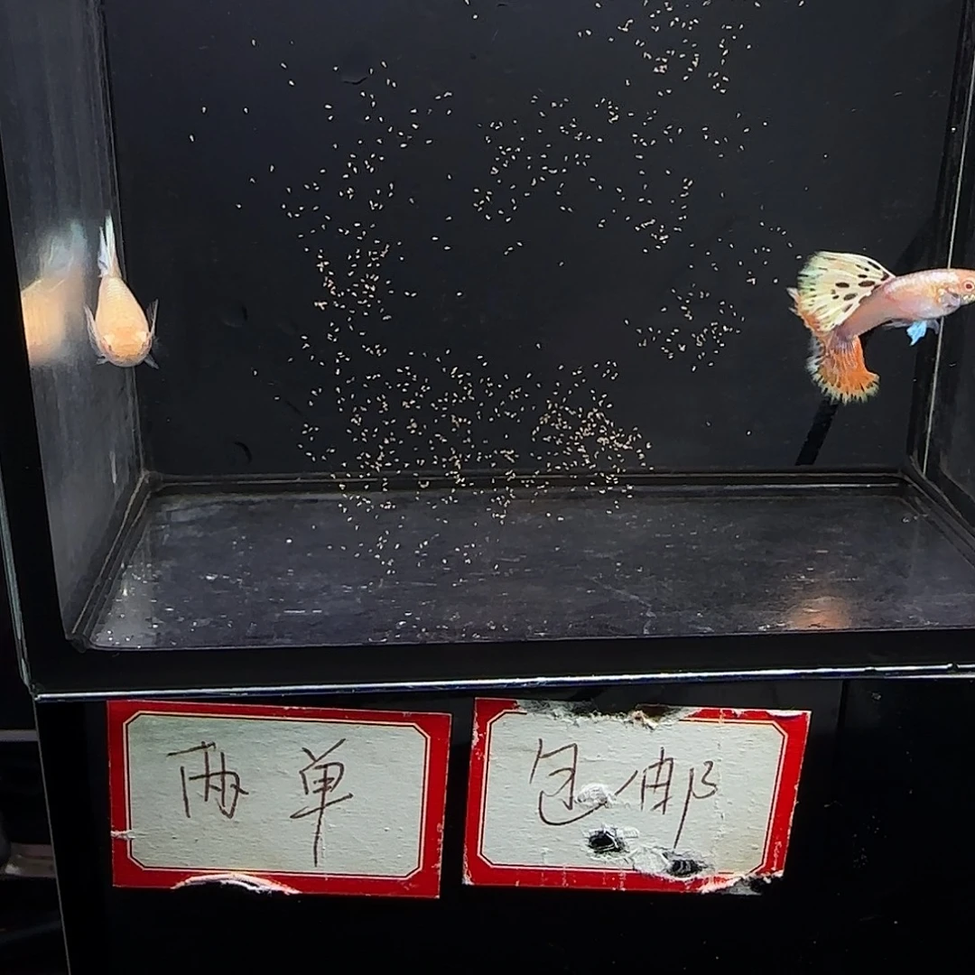 孔雀鱼象耳白子一对