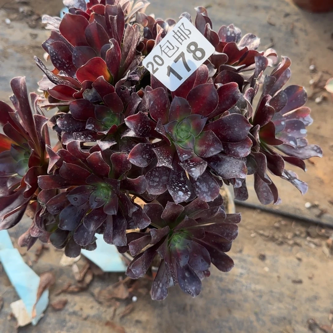 花纳178满20包邮断枝不包