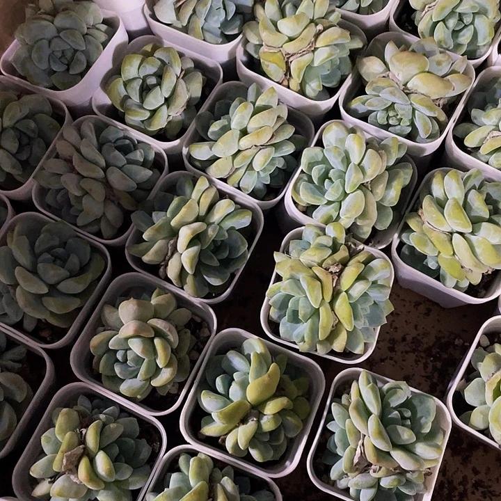 5.5方双头以上冰玉处理