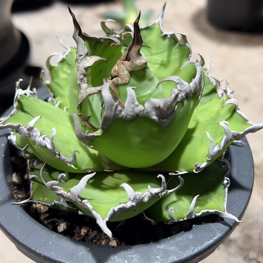 观*凯撒龙舌兰仁王冠