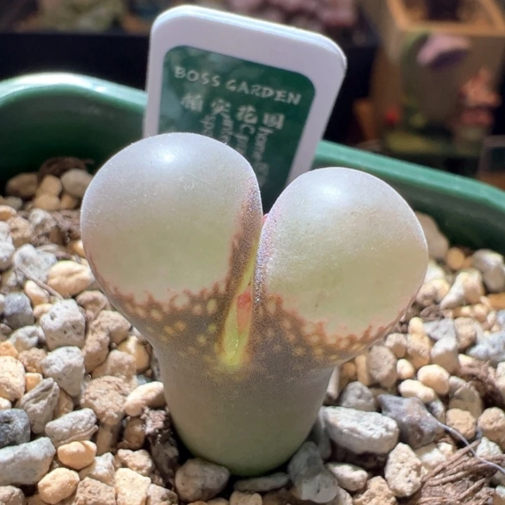 107。优选1799.9 home风铃。 新品上新！！