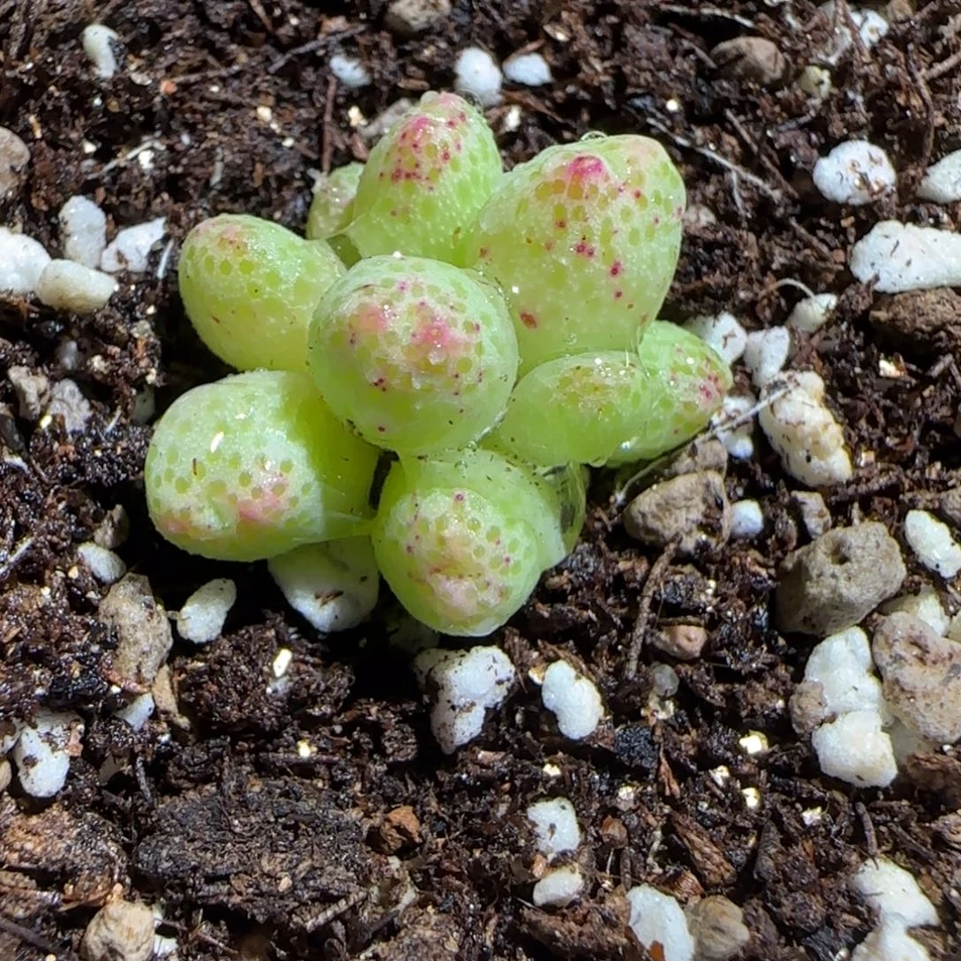 肉锥多肉植物组合-草莓斑马1552