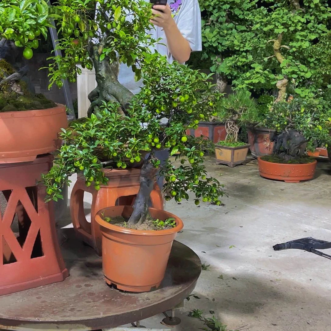 全部花朵金弹子金弹子