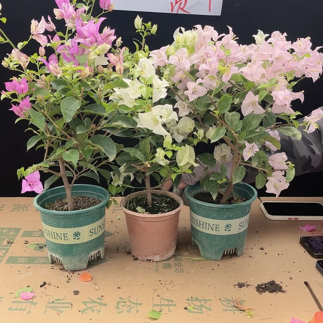 大部分花苞少量开放白雪，雪紫，苹果花组合