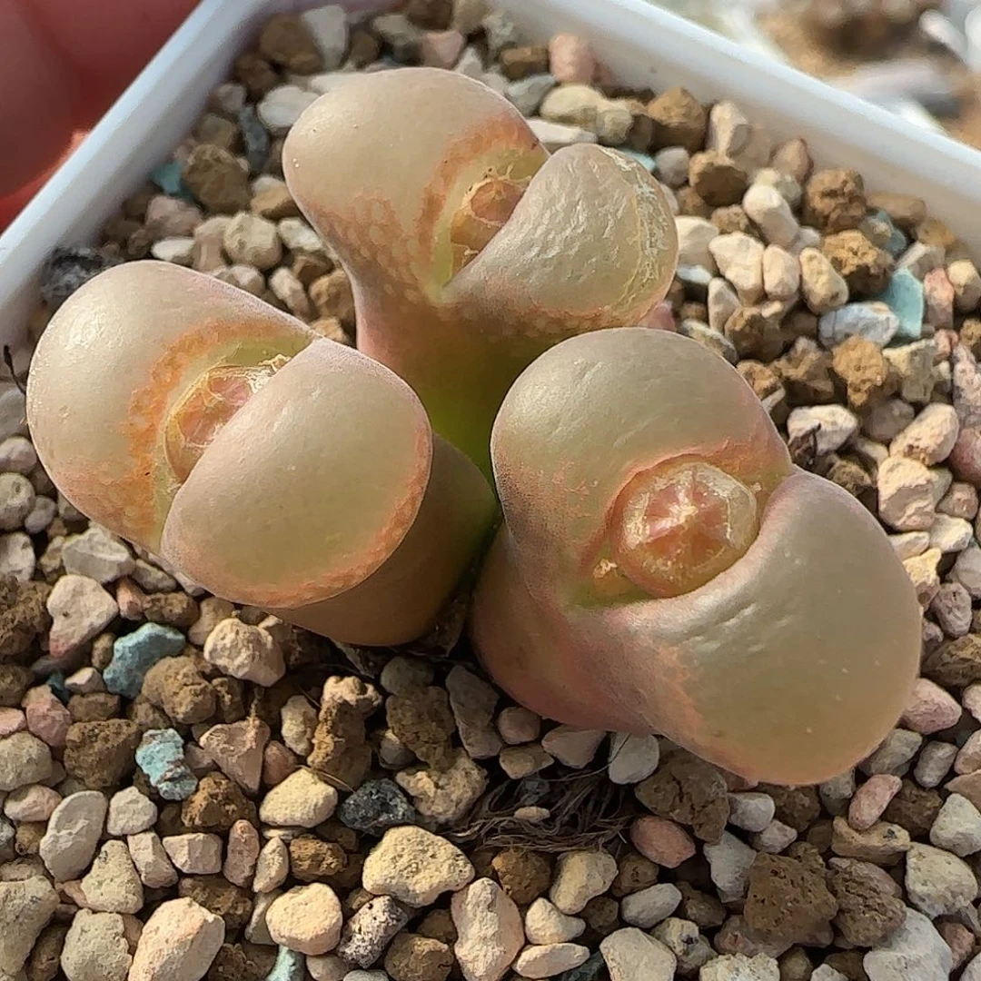 多肉植物母本优惠233号