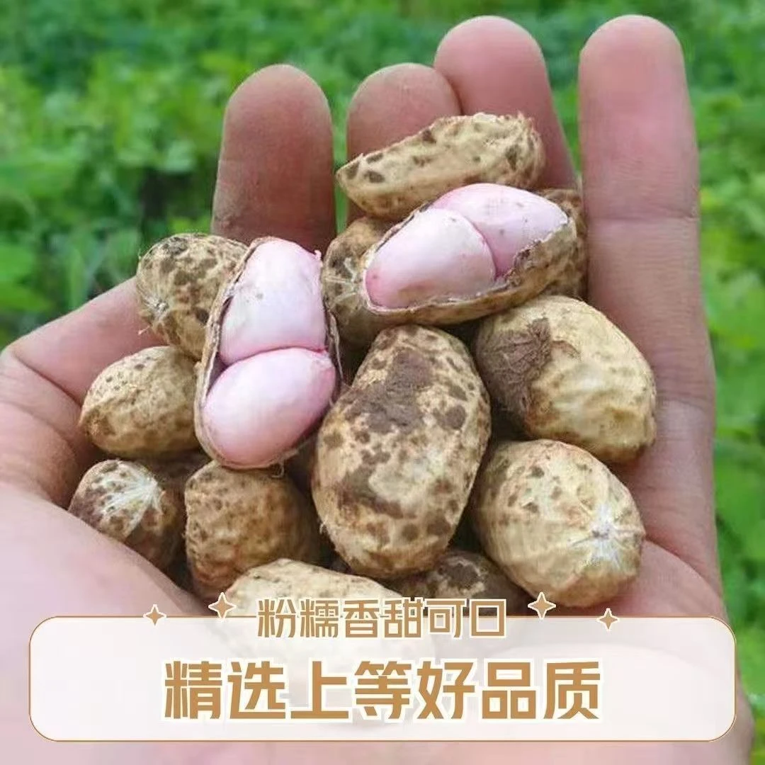 新鲜现挖带壳粉红皮花生可水煮凉拌的农家花生无泥sl
