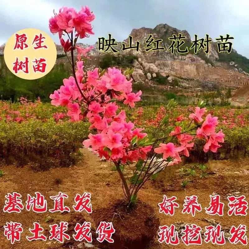 映山红福利款，轻微折断枝条，掉花，正常现象，不包售后