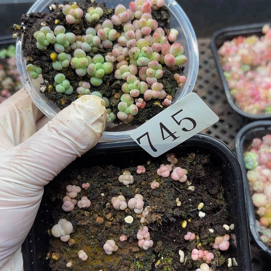多肉植物多肉植物745