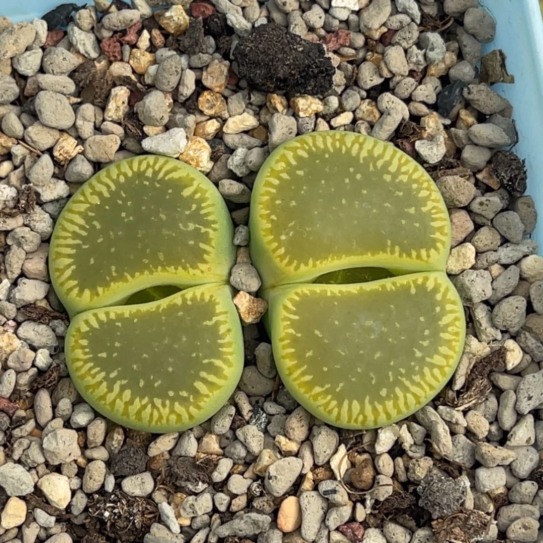 7951双头绿光阳一颗