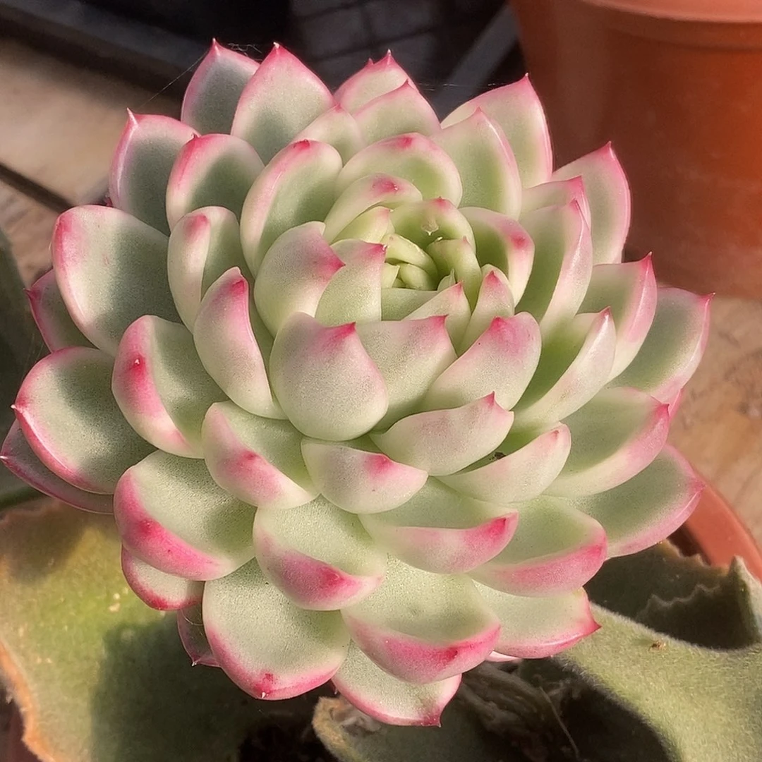 109新品嫁接哈哈哈哈哈