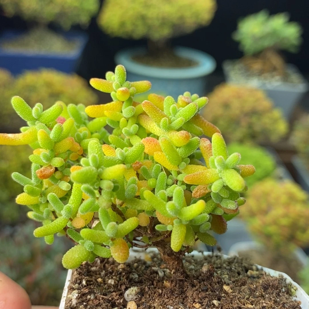 0603蜜橘糖球 。