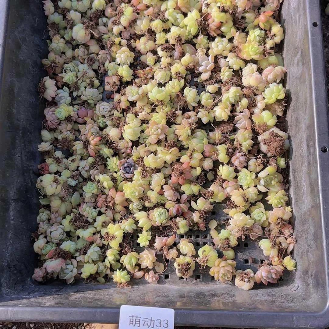 直播一物一拍多肉33