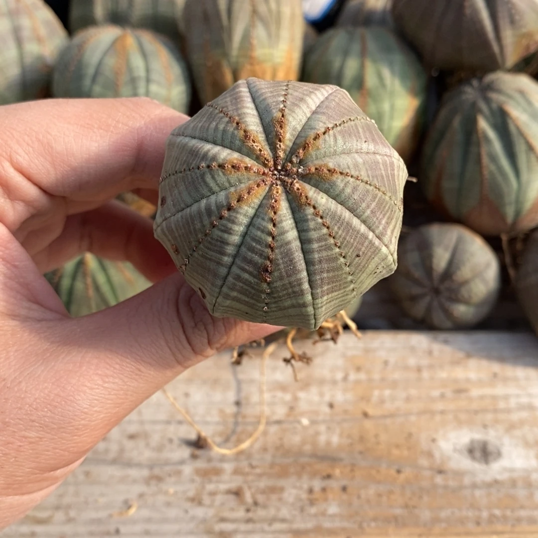 32 欧系实生布纹球多肉植物