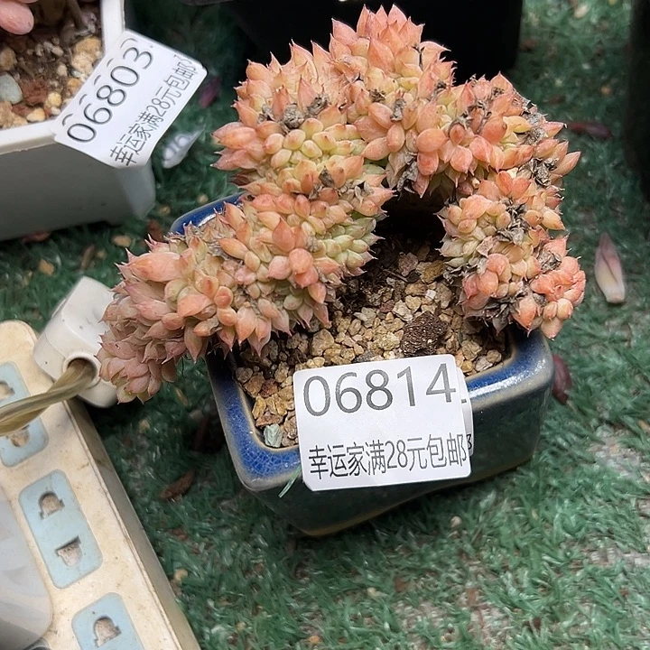 幸运儿的一个小秘密就是你