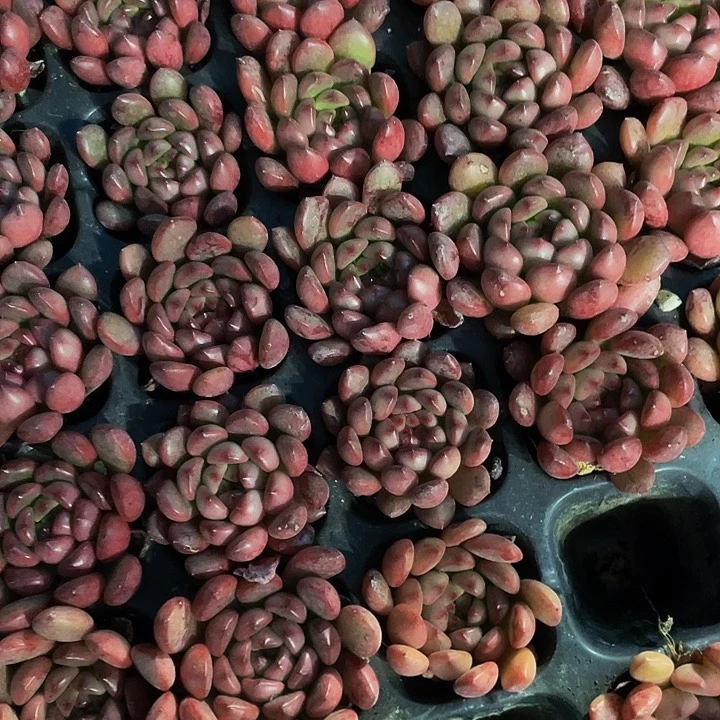 小红宝石1元带土发