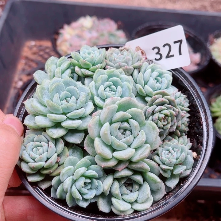 多肉植物多肉植物