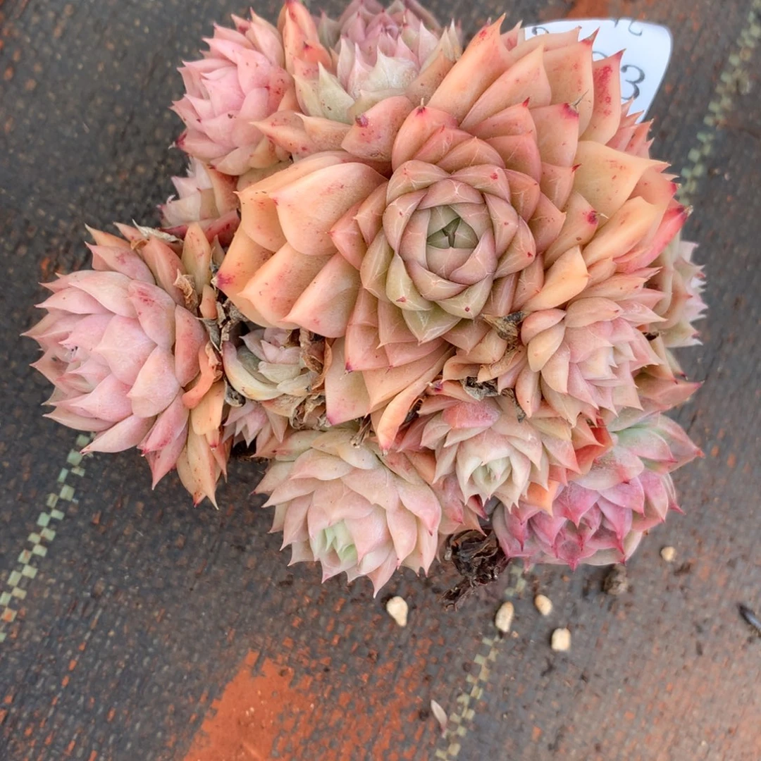 C****?3223杂交精品基地12厘米