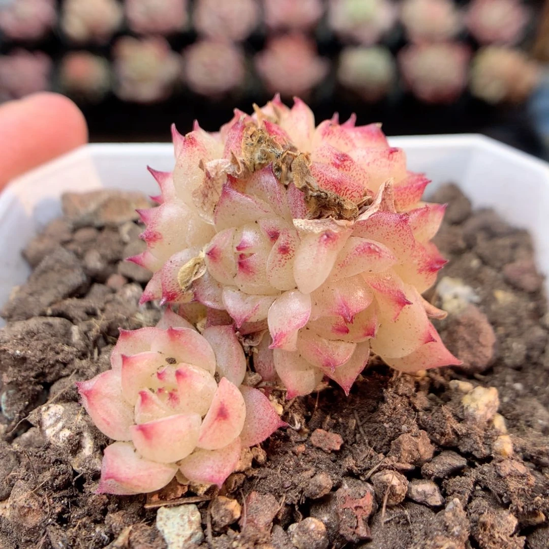 G137 ，柿子多肉20包邮两天凑单