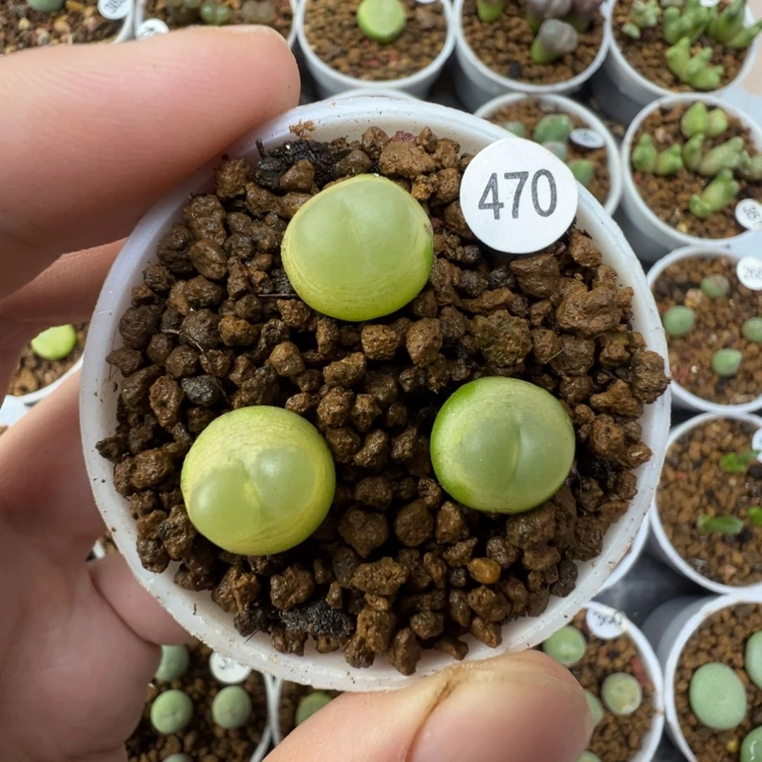 拉登一颗脱土470000