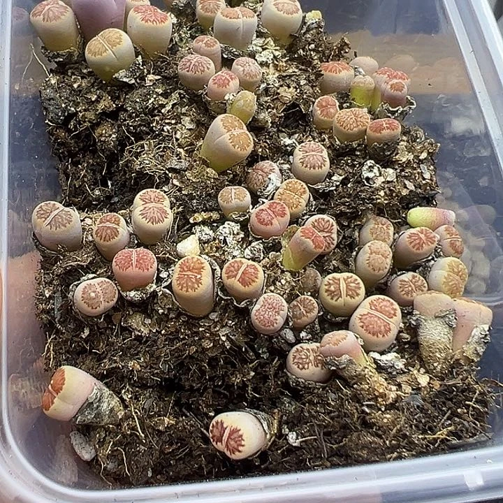 4779开播福利小美菊